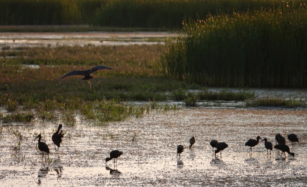 White-faced Ibis at sunset III