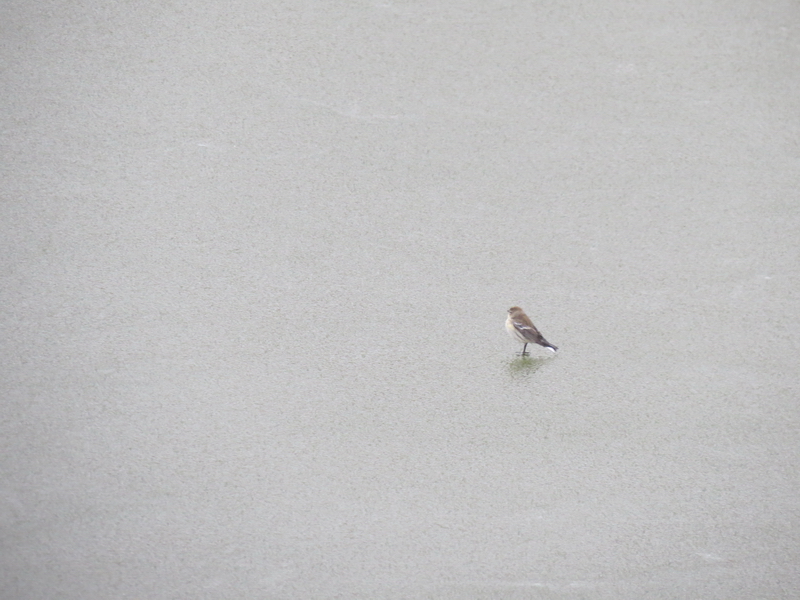 Confused YRWA on icy diversion 46W Oak Lake IBA Oct 15 2018 IMG_1155