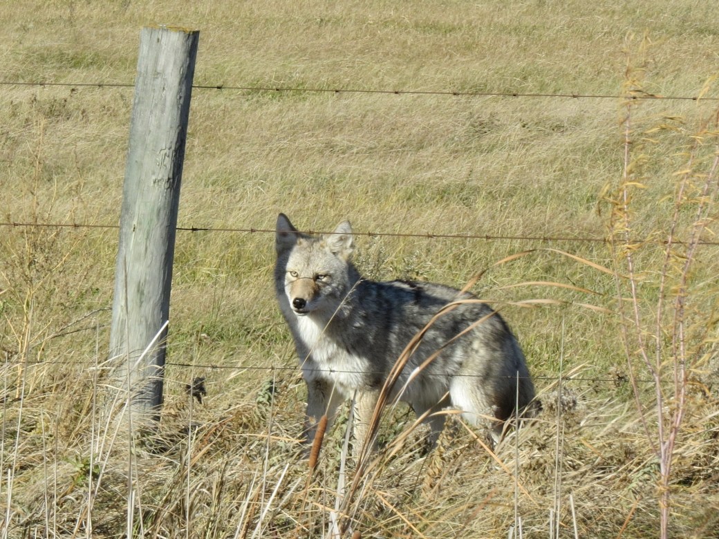 Coyote 254 W of Oak Lake resort IBA Oct 15 2018 cropped IMG_1188