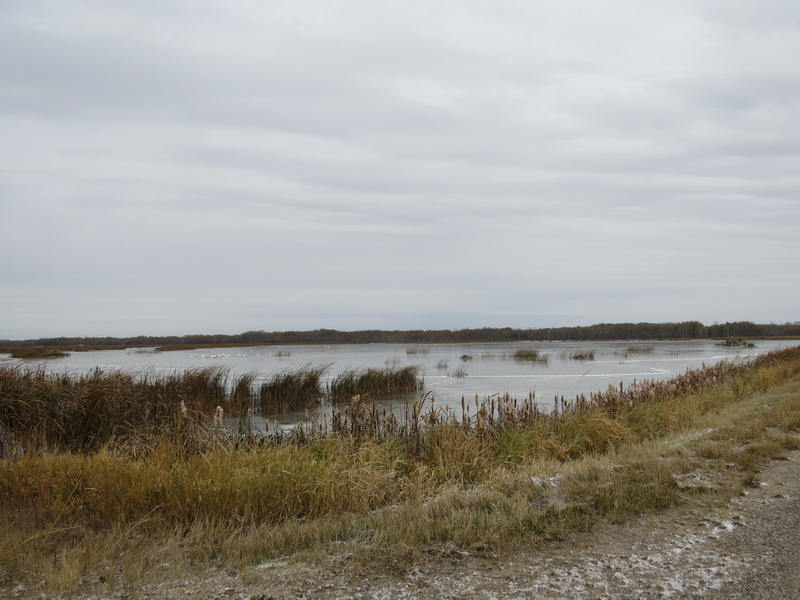 Frozen marsh 254 S of Hwy 1 Oak Lake IBA Oct 15 2018 IMG_1103
