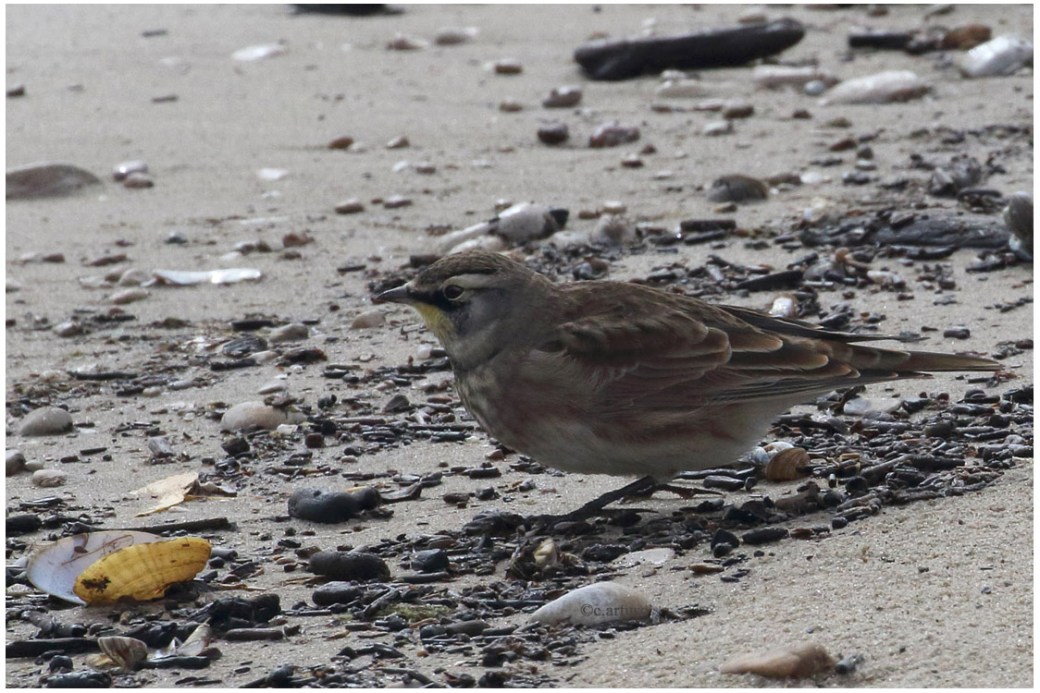 Horned Lark_2236_Artuso