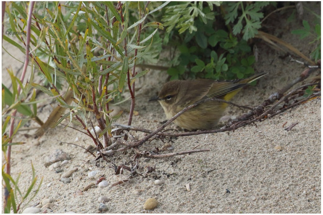 Palm Warbler_2255_Artuso