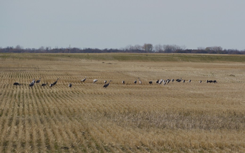 SACR 149W at 43N Oak Lake IBA Oct 15 2018 P1330030