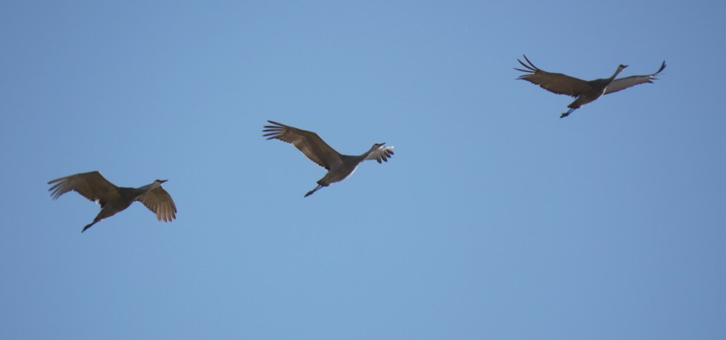 Sandhill Cranes Oak Lake IBA Oct 15 2018 P1330062