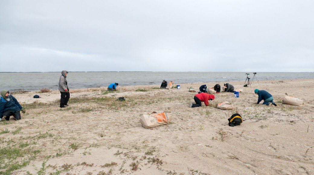 Sandy Bar Weed Pull-October 2018-Lynnea A Parker-1120822