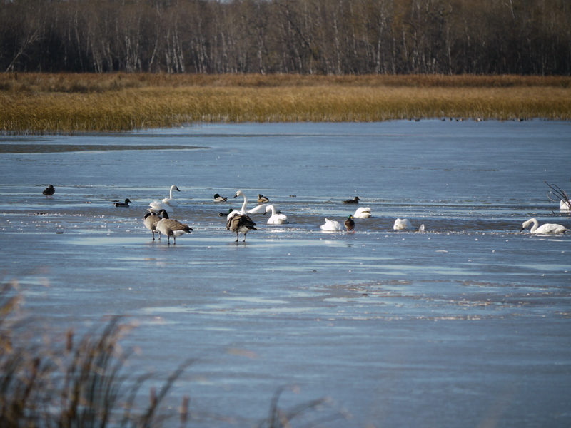 Tundra Swans afternoon on same marsh on 254 S of Hwy1 P1330119