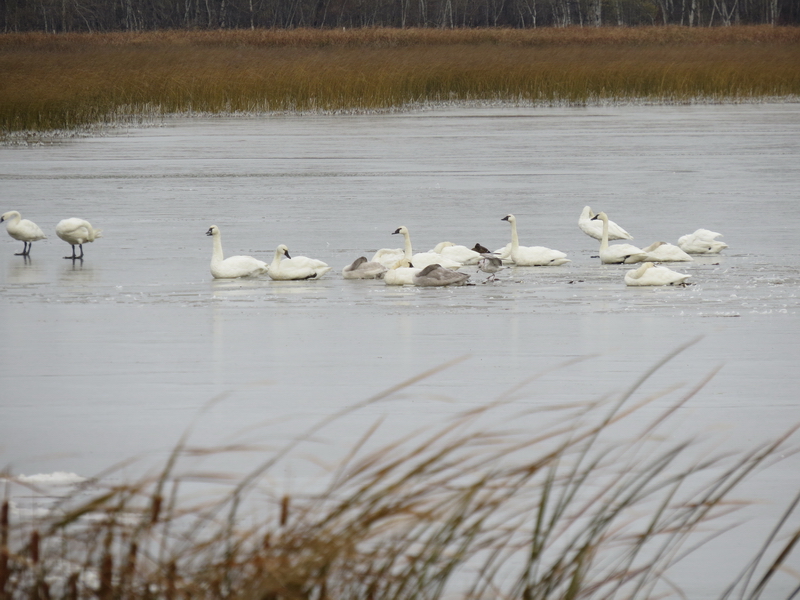 Tundra Swans in ice 254 S of Hwy 1 Oak Lake IBA Oct 15 2018 IMG_1105