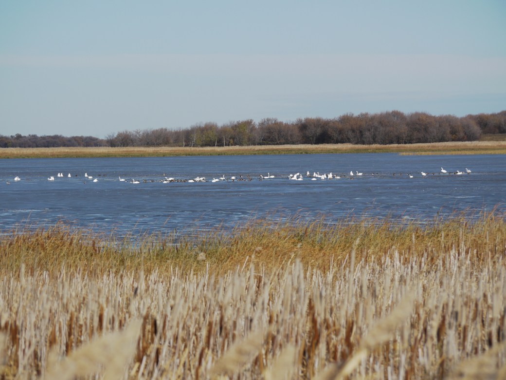 Tundra Swans N of Oak Lake resort IBA Oct 15 2018 P1330089