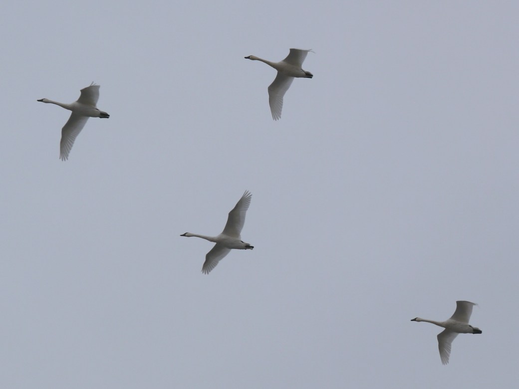Tundra Swans Oak Lake IBA Oct 15 2018 P1330013