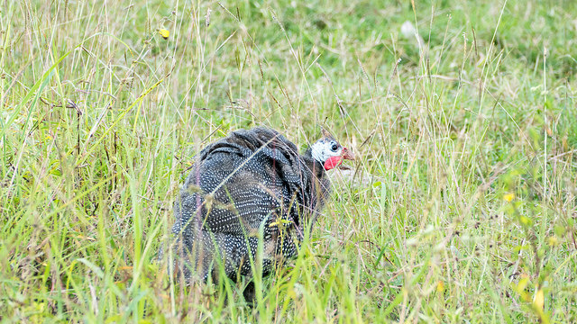 32225789658_335e6d9c72_z