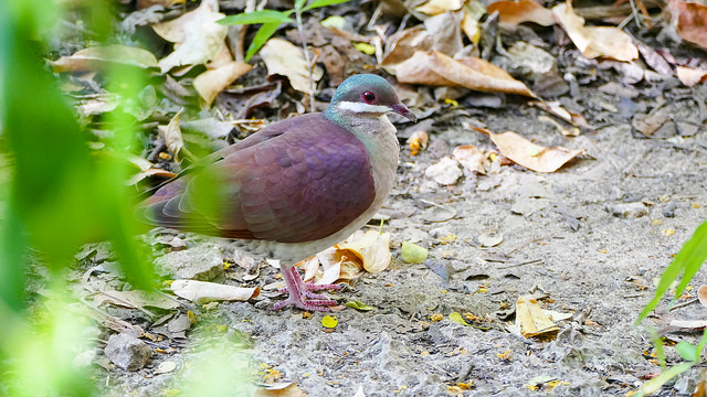 45185390235_41ddf40a50_z