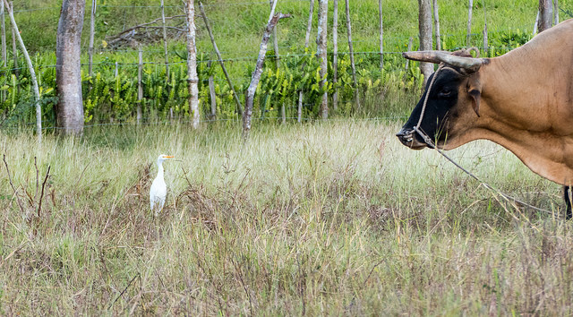 46047069742_2f7ca8a705_z