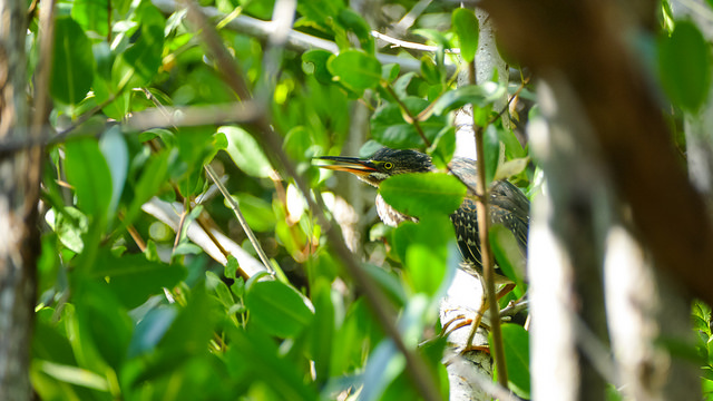 46097112861_895e4dcb45_z