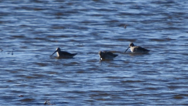 Dowitcher Oak Lake Gillian Richards