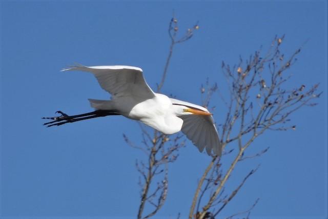 GREG Oak Lake Gillian Richards