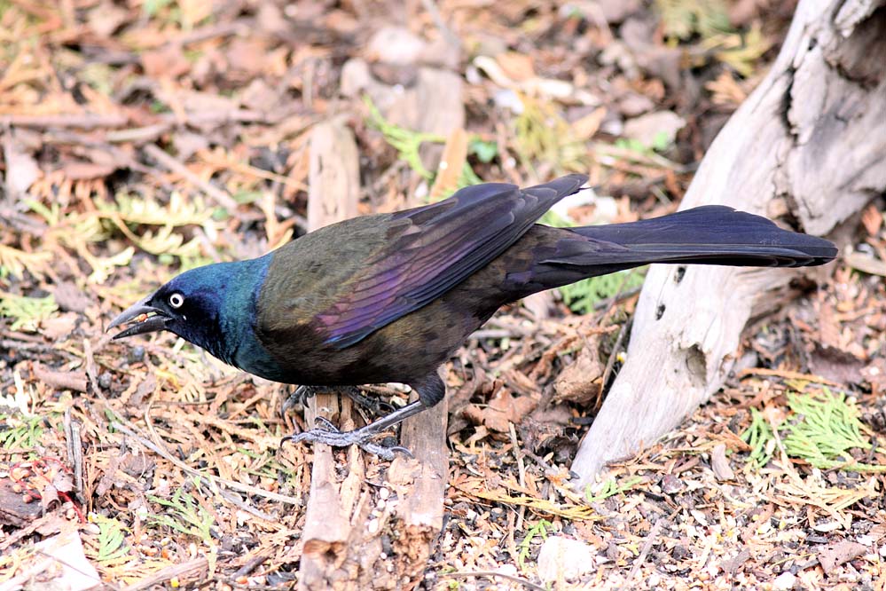 Common Grackle_7328.jpg