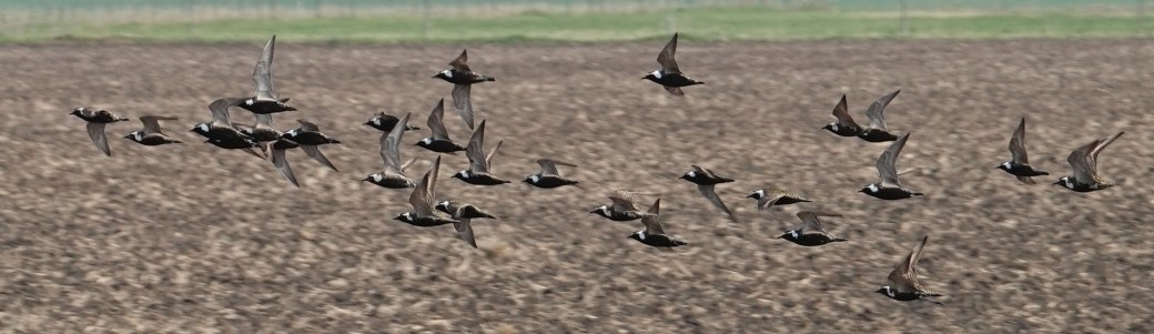 Golden Plover 2 cropped Whitewater May 29 2019