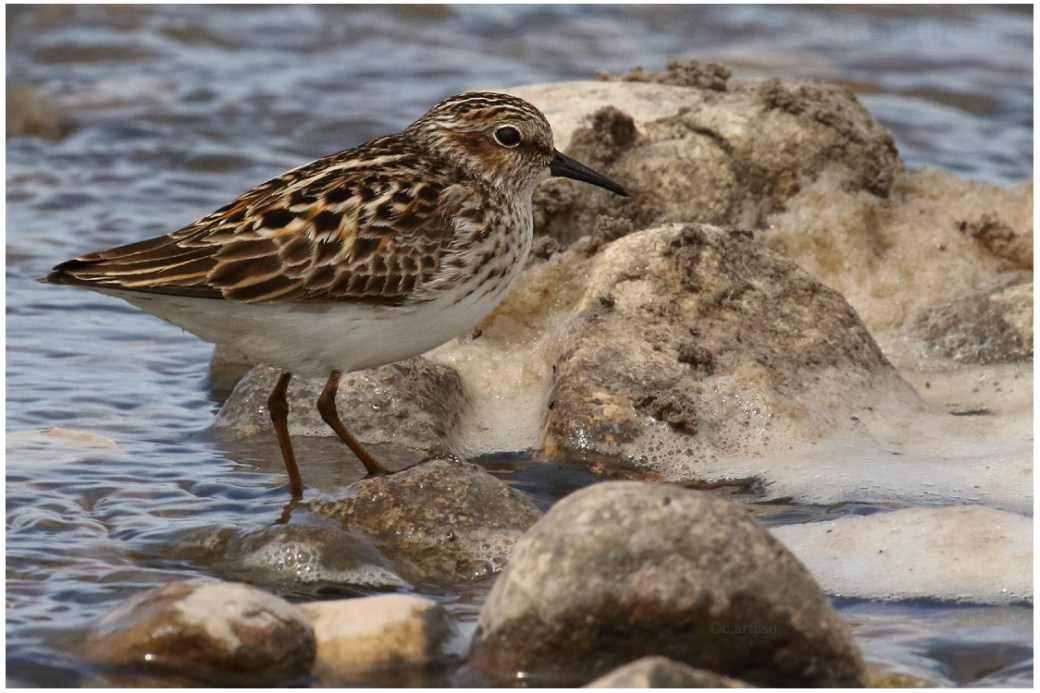 Least Sandpiper_8160_Artuso