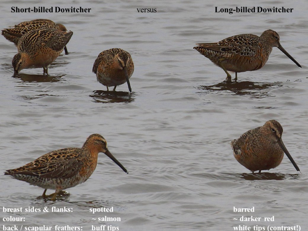 Long-billed versus Short-billed Dowitcher comparison.jpg