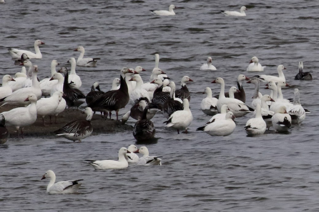 Ross's Goose_8254c_Snow Goose