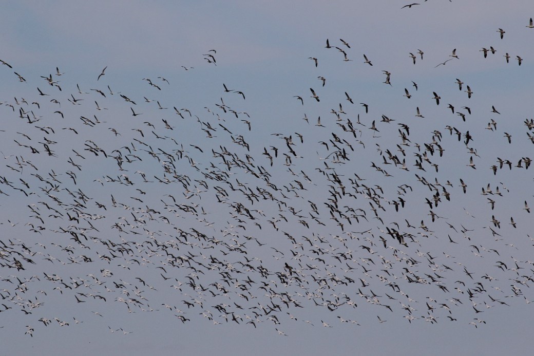 Ross's Goose_8460_Snow Goose_Artuso