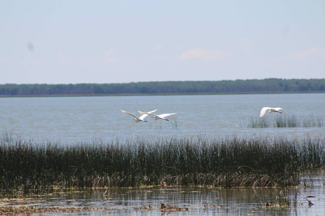 egrets.shoal.lakes