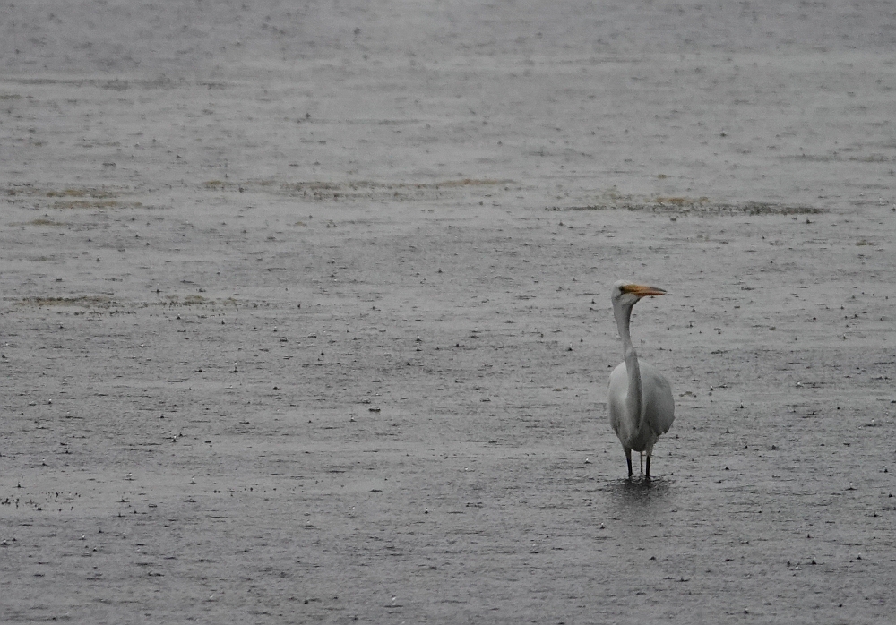 Great egret eating in the rain r.jpg