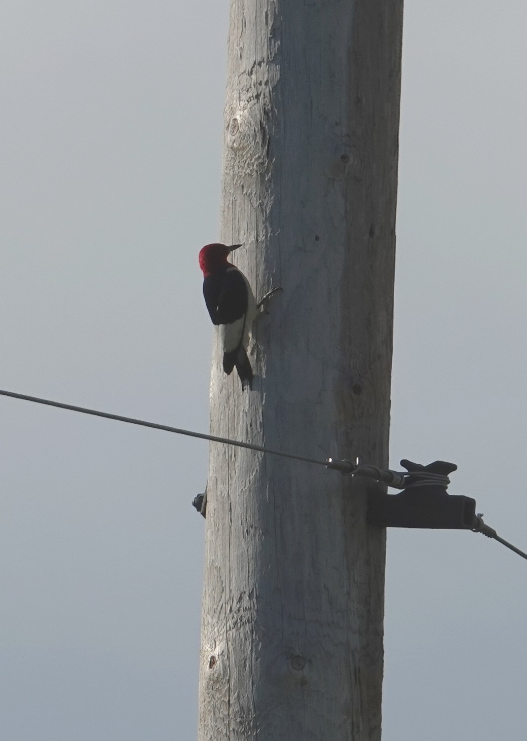 How we saw RHWO most of the time