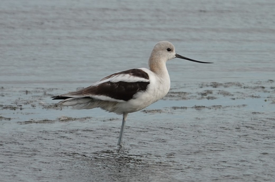 avocet fall plumage