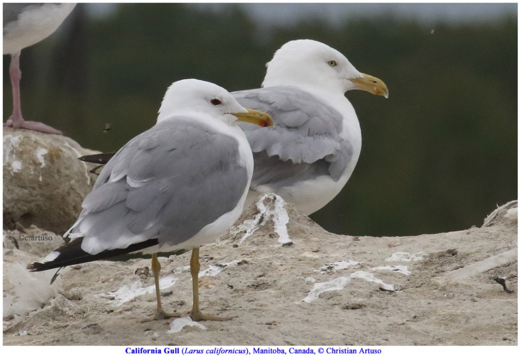 California Gull_2895.jpg