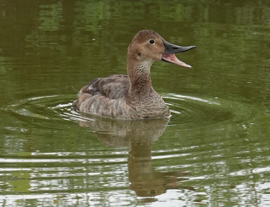 canvasback conversations