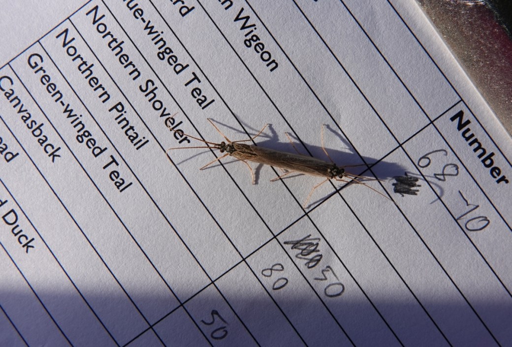 clipboard caddisfly procreation