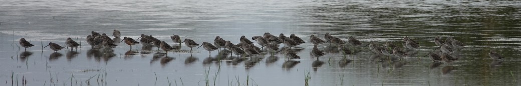 dowitchers