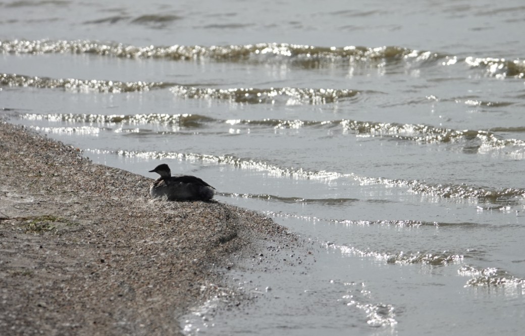 eared grebe ashore