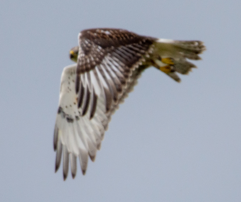 For IBA-FRHA-001-Whitewater Lake-Manitoba-Lynnea A Parker-6946