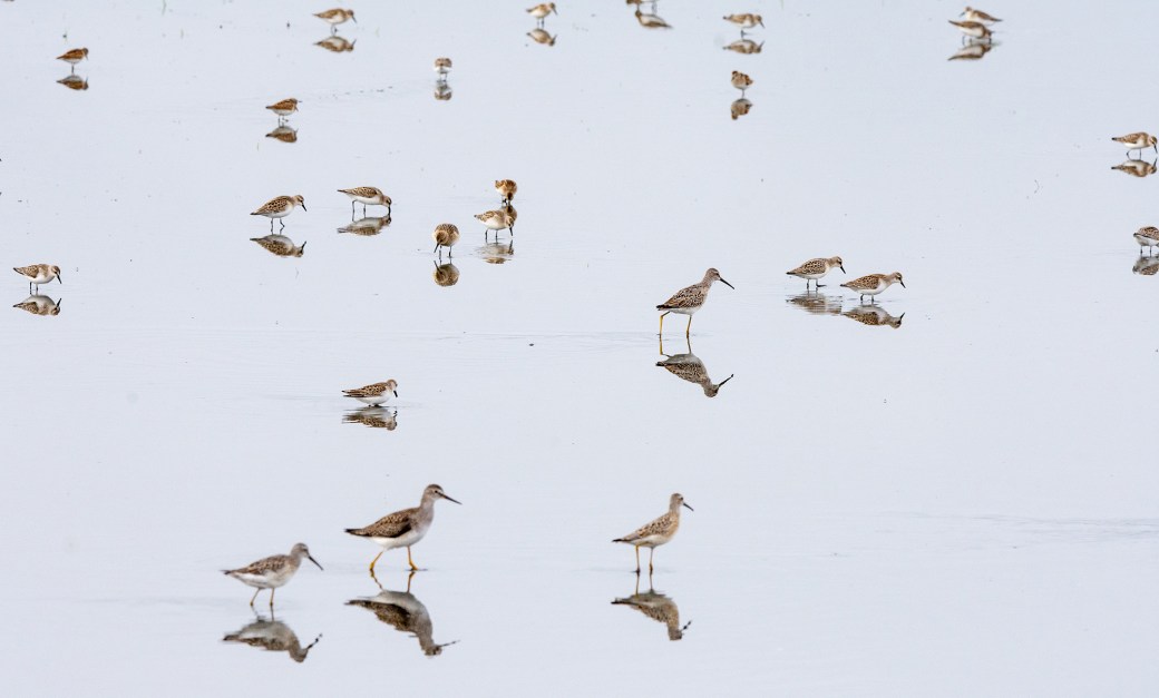 For IBA-Mixed Flock Shorebirds-Whitewater Lake-Manitoba-Lynnea A Parker-6936