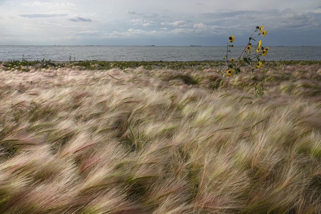 foxtail and whitewater