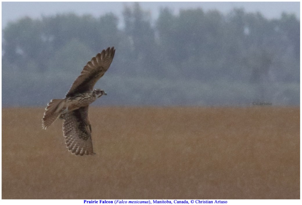 Prairie Falcon_3036_Artuso.jpg