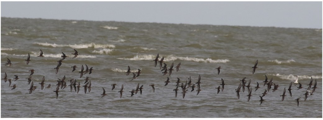 Semipalmated Sandpiper_2612_mixed flock.jpg