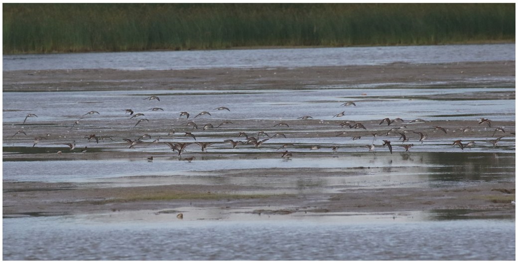 Semipalmated Sandpiper_2665_mixed flock landing.jpg