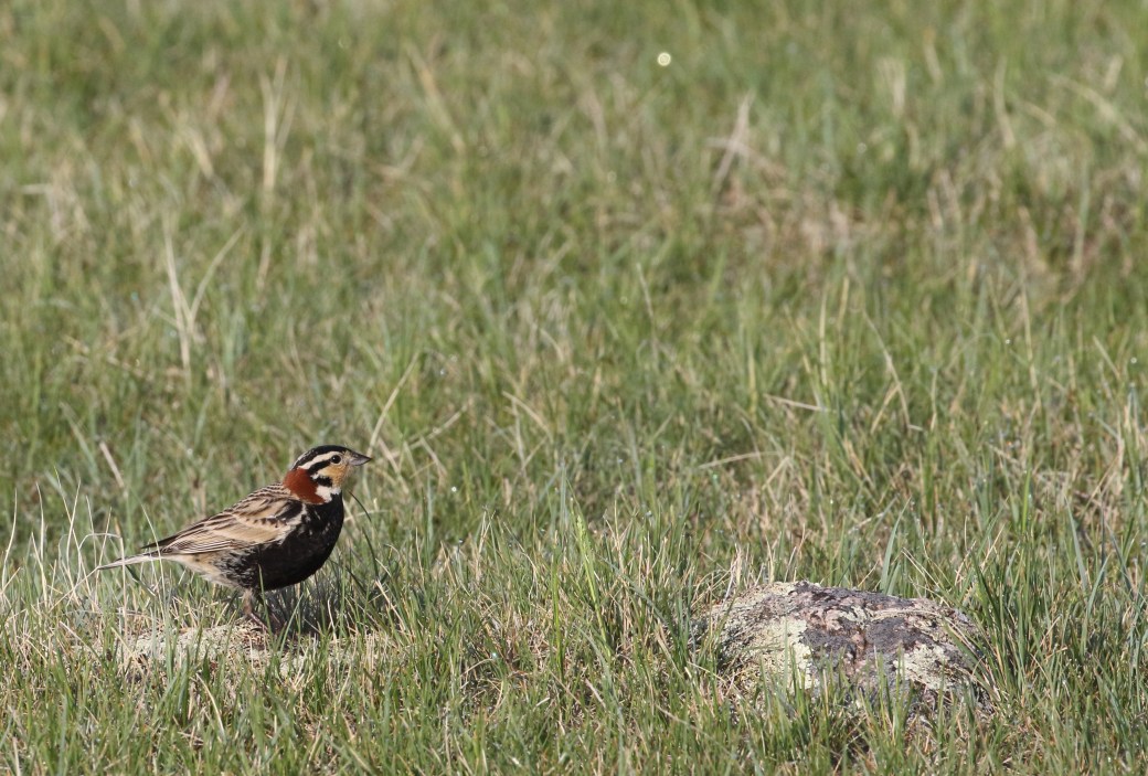 Chestnut-collared Longspur_9910_corner_Artuso