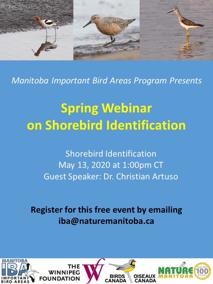 Shorebirds Poster