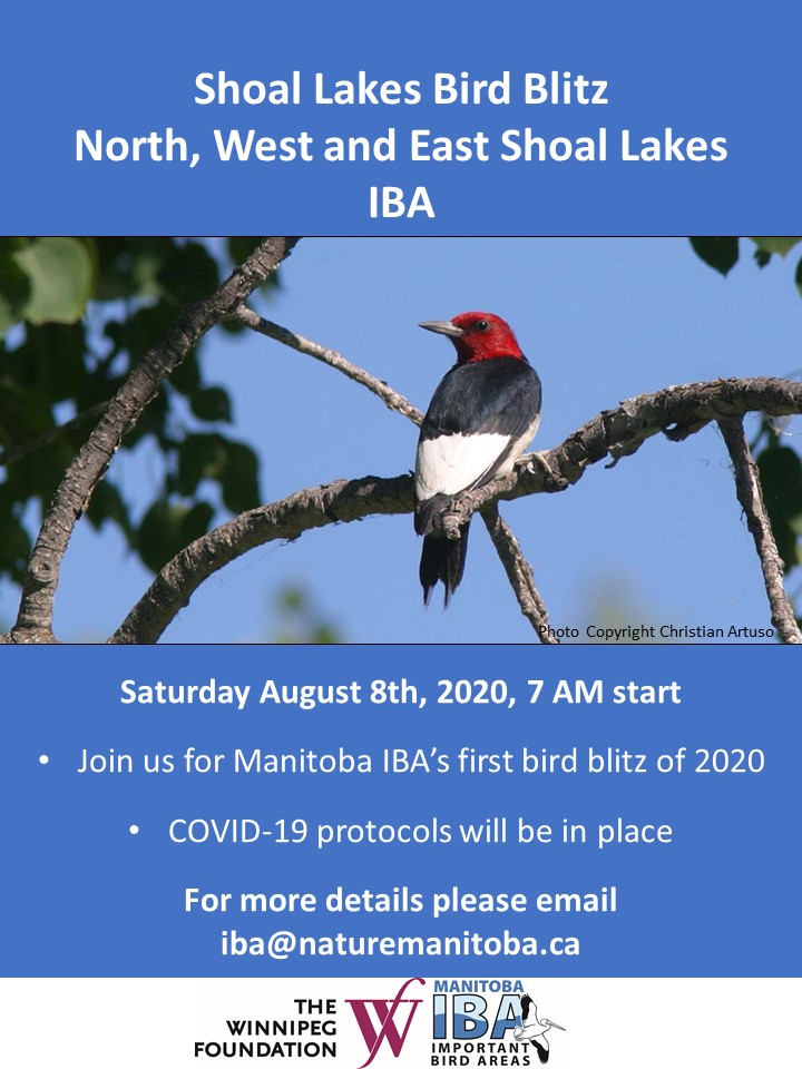 Shoal Lakes Bird Blitz Poster