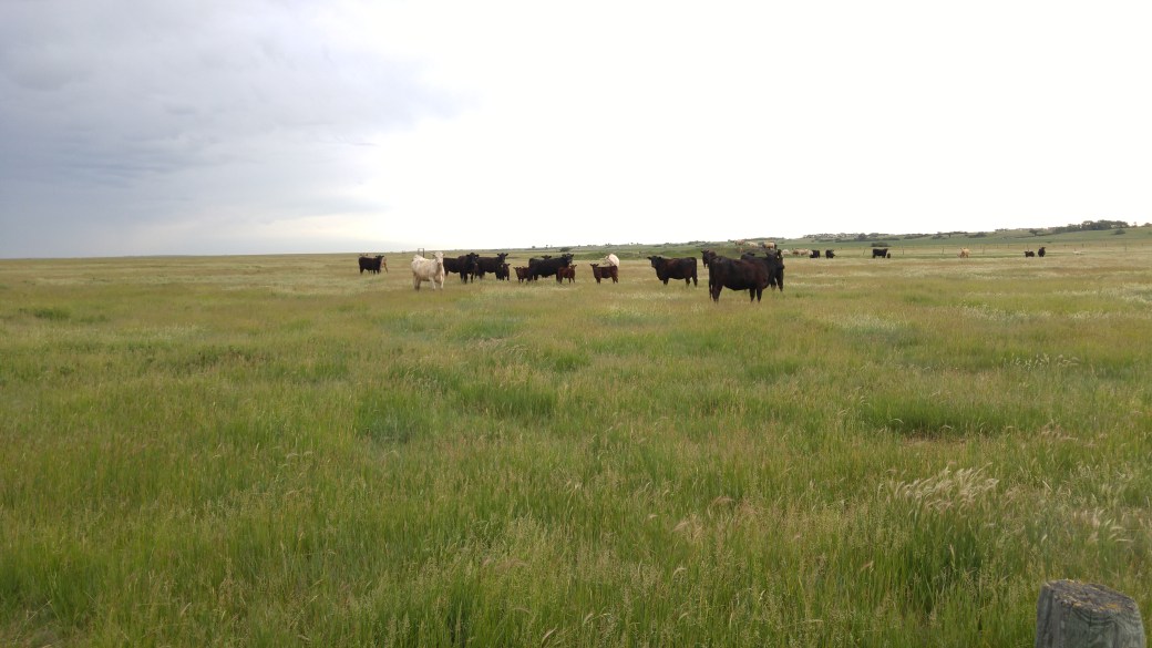 Spence NW 18 photo 2