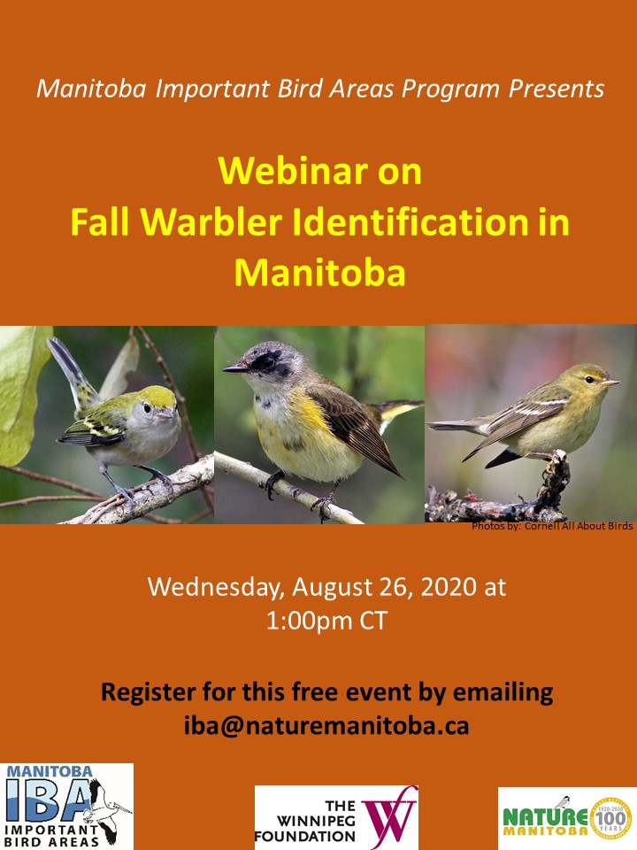 IBA Manitoba Fall Warblers Poster